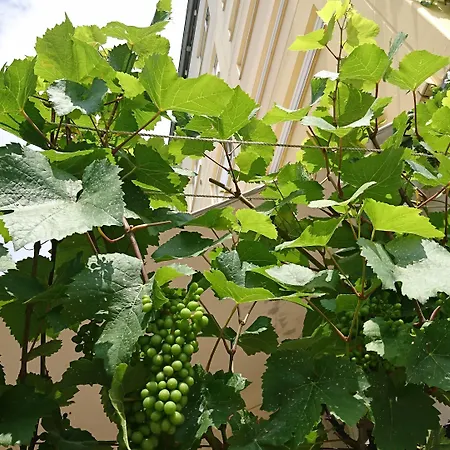 ピンガー ホテル レマーゲン