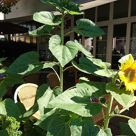 ピンガー ホテル 3*